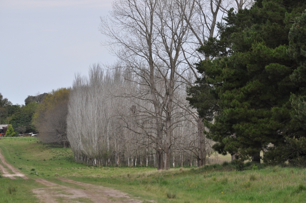 "Arboles" de Jorge Omar Fernandez