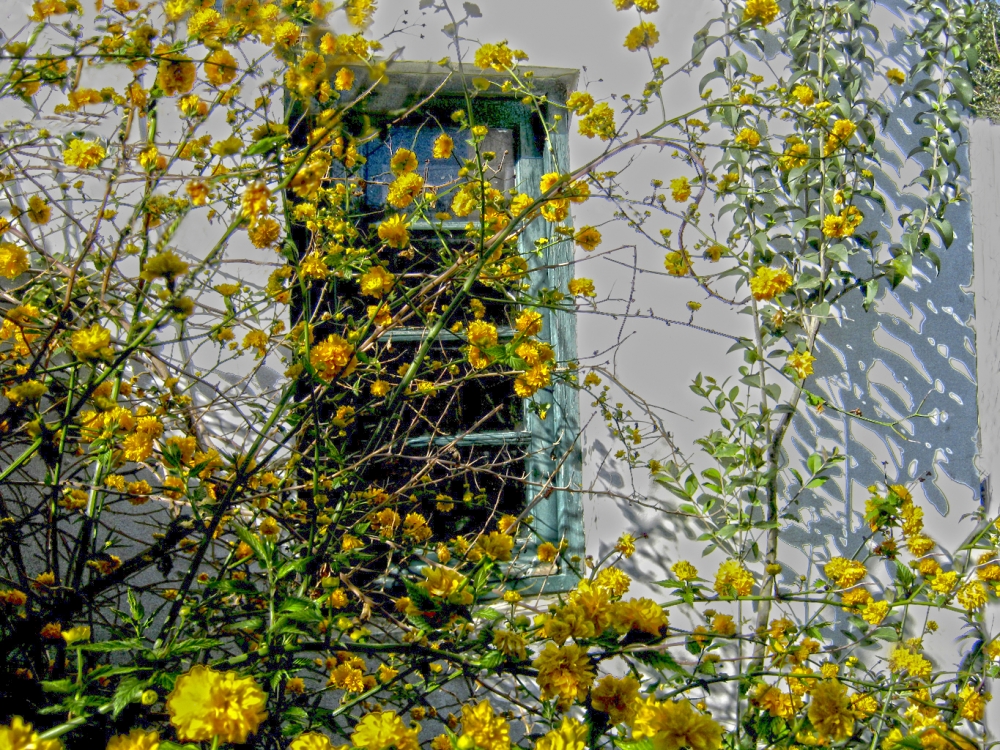 "Ventana primaveral" de Mara Griselda Garca Cuerva