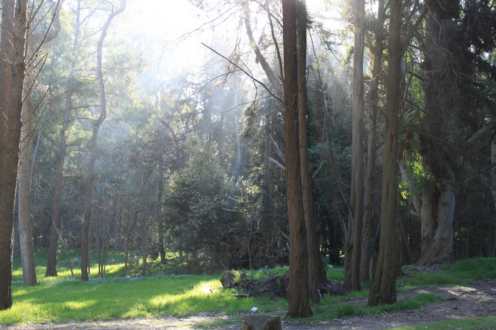 "tarde en el bosque" de Roberto Velazquez