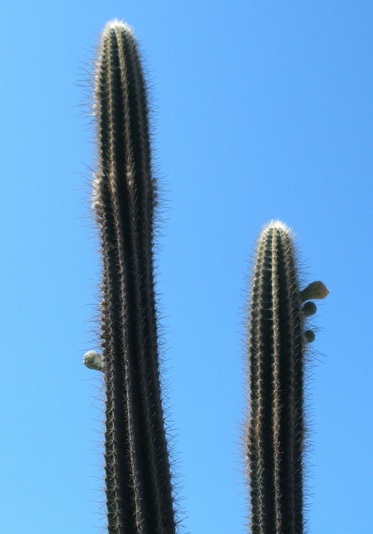 "brotes en el cactus" de Tzvi Katz