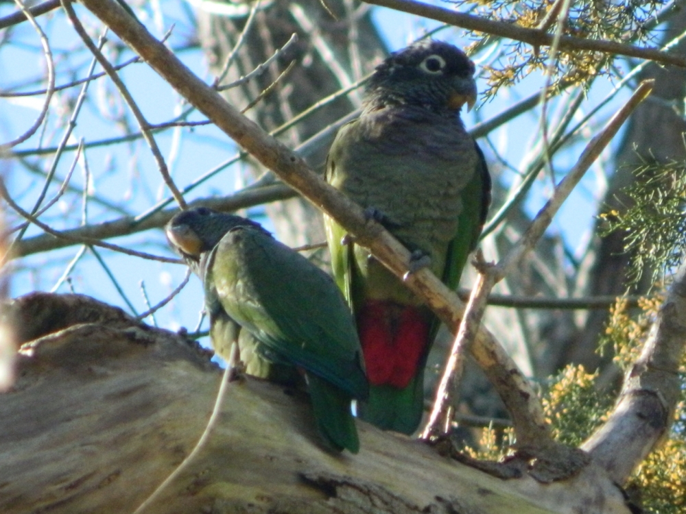 "LORO MAITACA (pionus maximiliani)" de Roberto Kotata Muoz