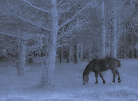 "bosque gris" de Claudia Boldrini