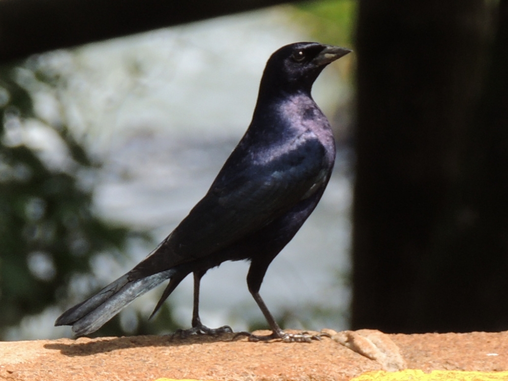 "pajaro" de Jorge Luis Soljan