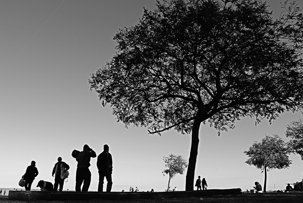 "Tarde en Olivos" de Elizabeth Gutirrez (eligut)