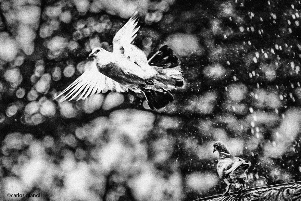 "Palomas y fuente" de Carlos Gianoli