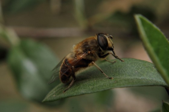 "abeja" de Jose Sobredo Fragoso