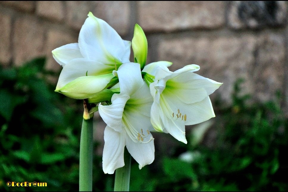 "Flores" de Juan Jos Braun