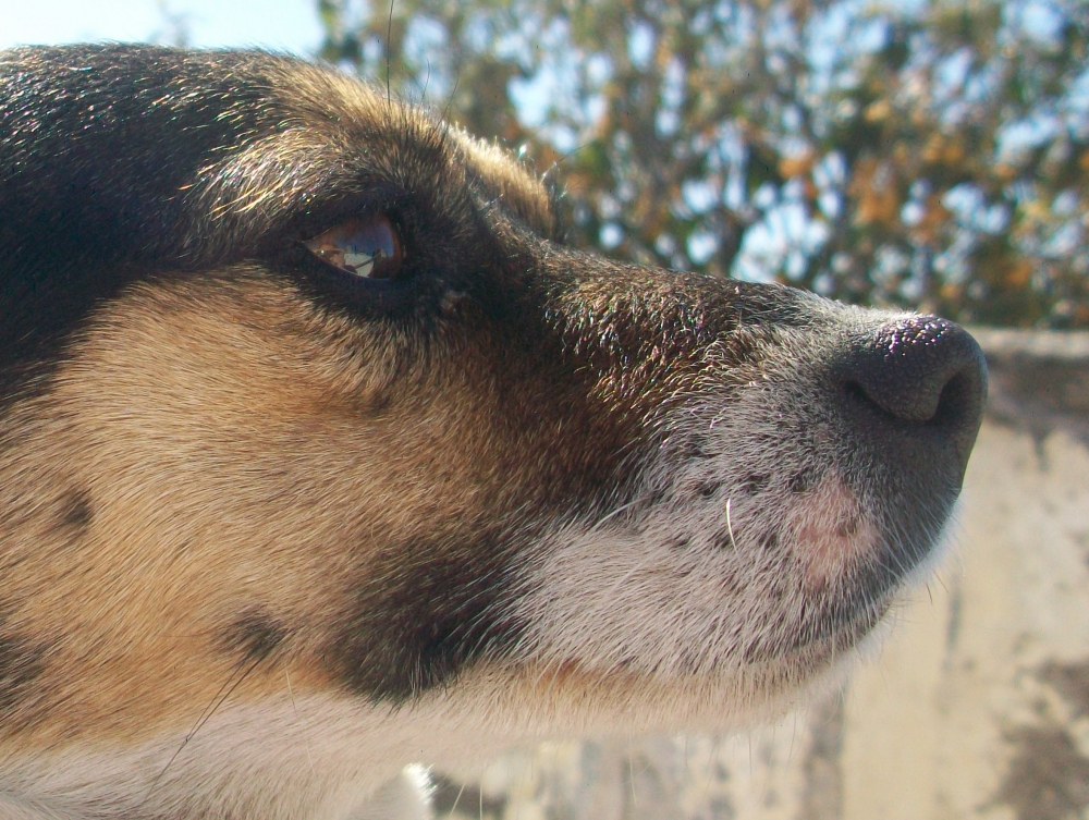 "El mejor amigo..." de Cele Bertaina