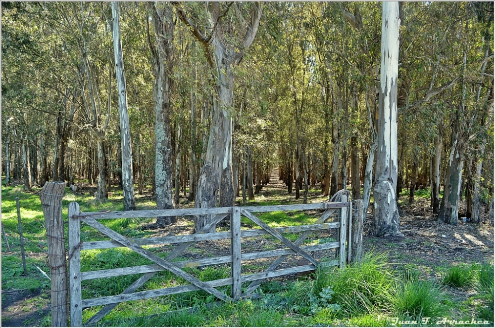 "el campo" de Juan Francisco Arrachea