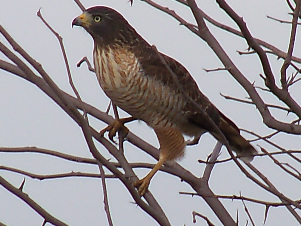 "TAGUATO COMUN (buteo magnirostris)" de Roberto Kotata Muoz