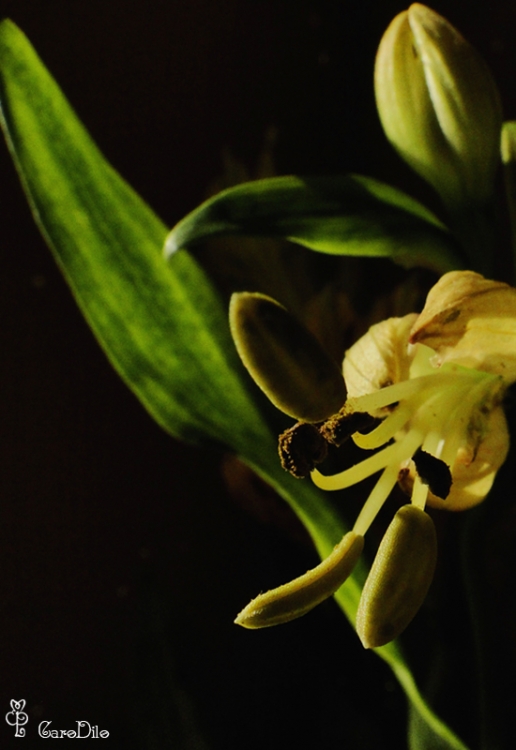 "interior de una flor" de Caro Di Lorenzo