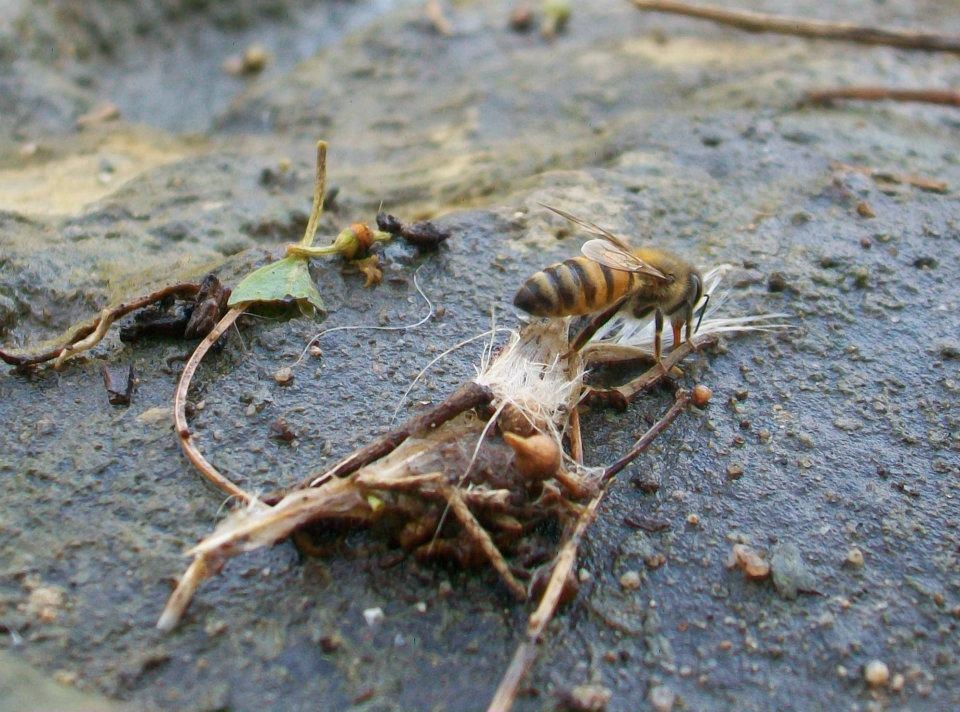 "Abeja..." de Cele Bertaina