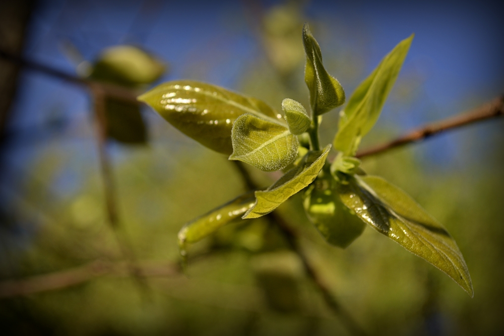 "Renaciniento" de Solis Alba Iris