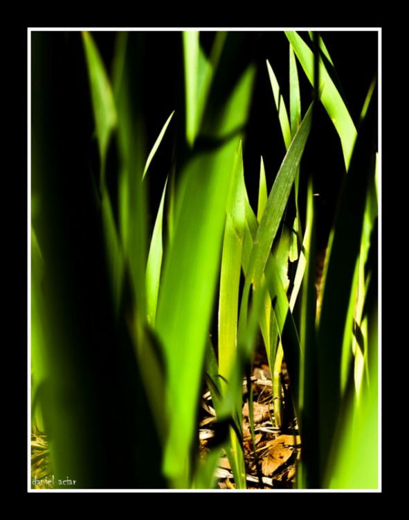 "luces y sombras entre las cintas vegetales" de Daniel Aciar