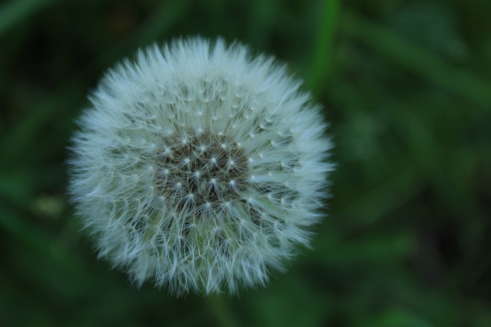 "Pompon." de Roberto Velazquez