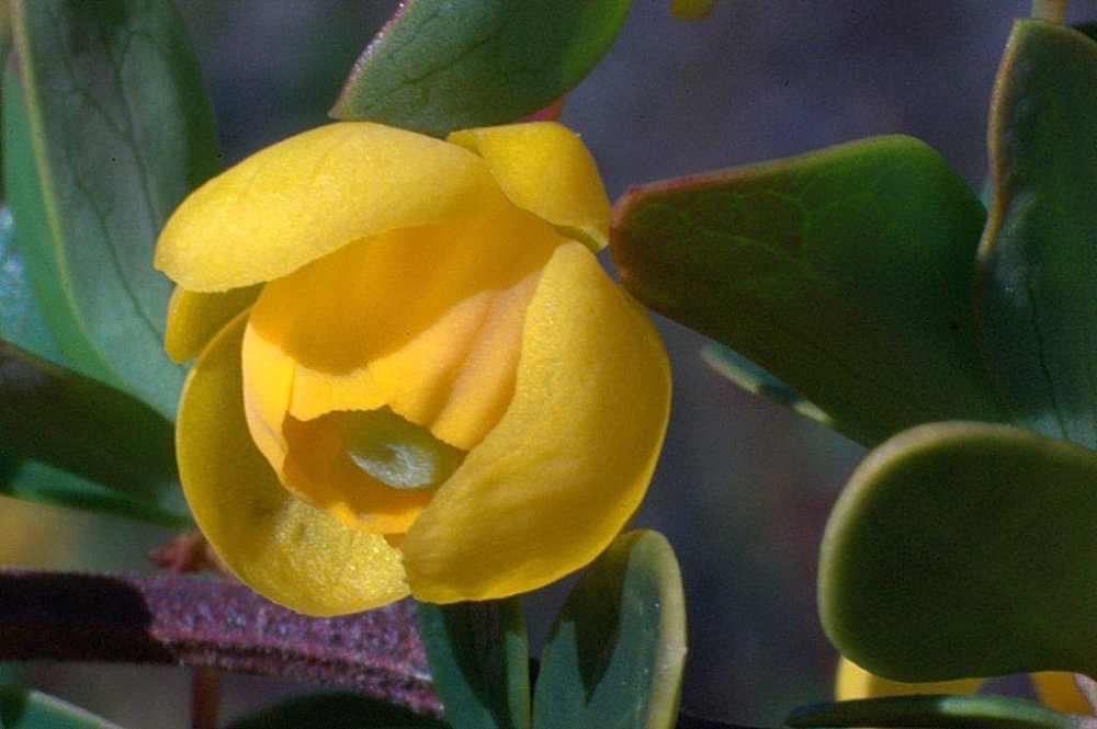 "Flor de Calafate" de Nestor Haisenreder