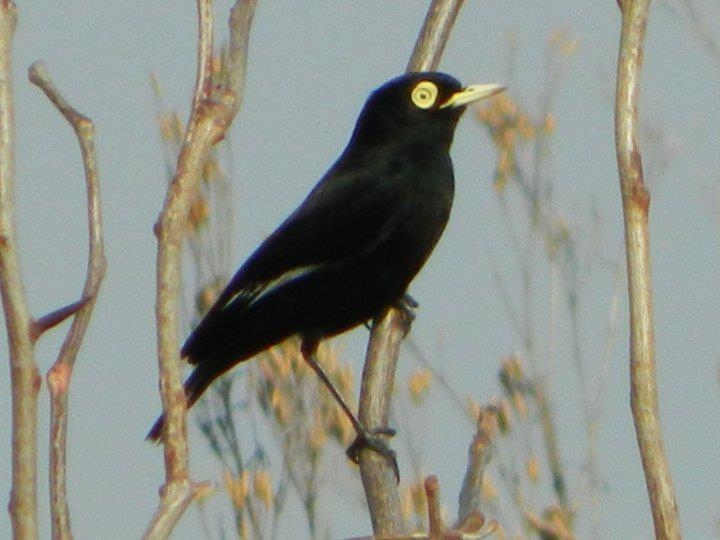 "PICO DE PLATA (hymenops perspicillatus)" de Roberto Kotata Muoz