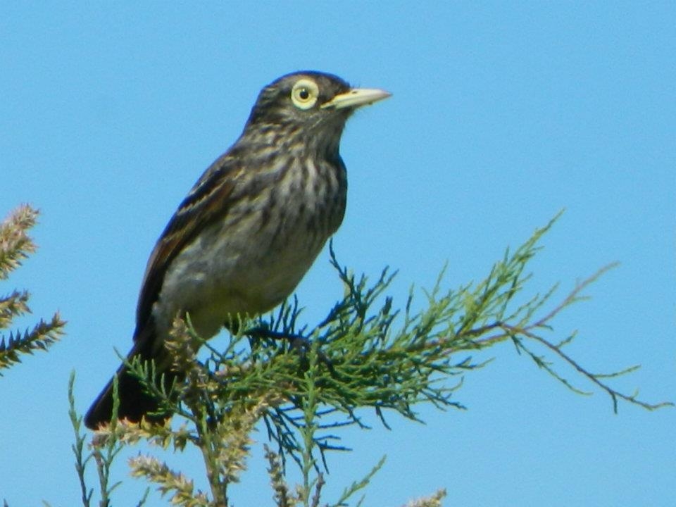 "PICO DE PLATA HEMBRA (hymenops perspicillatus)" de Roberto Kotata Muoz