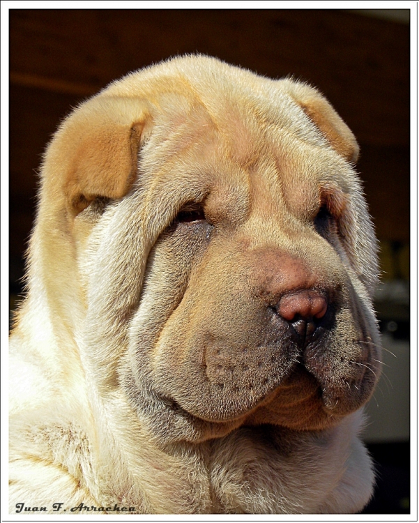 "Shar pei" de Juan Francisco Arrachea