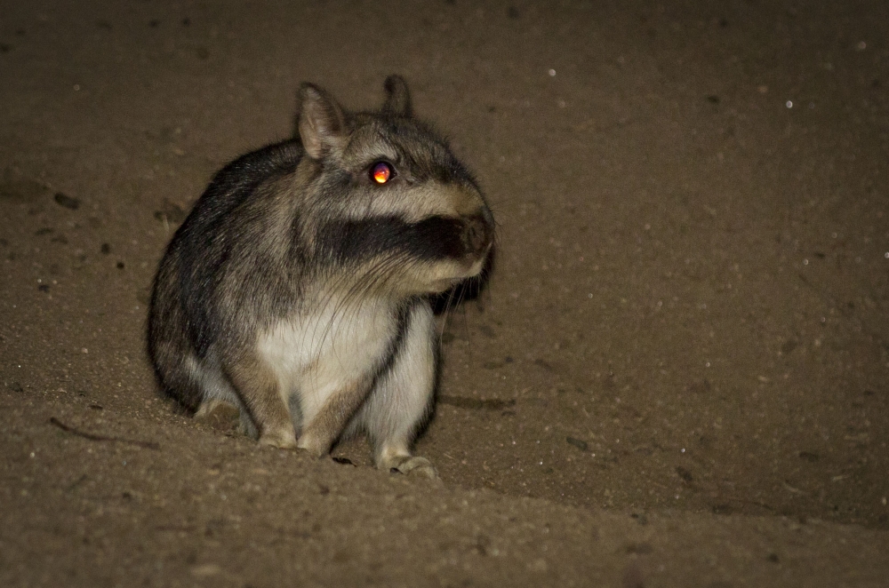 "Vizcacha. ( Lagostomus maximus )" de Mario Tizn