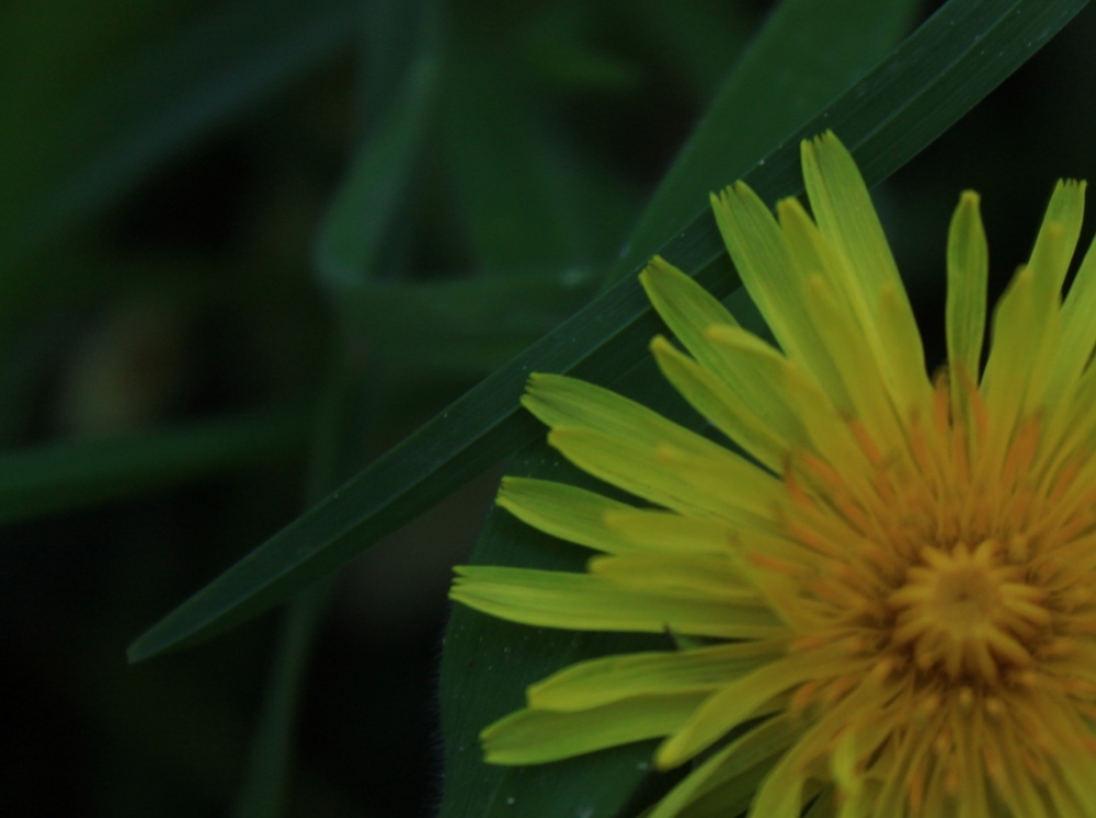 "Flor." de Roberto Velazquez