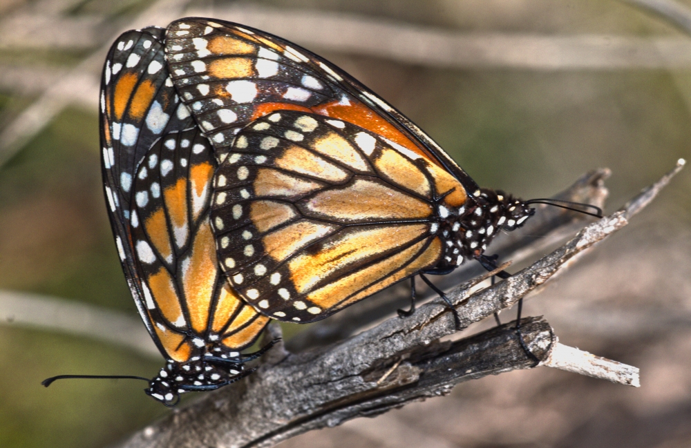 "Monarcas.( HDR )" de Mario Tizn