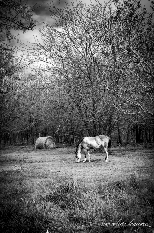 "Caballo Criollo" de Oscar Roberto Domnguez