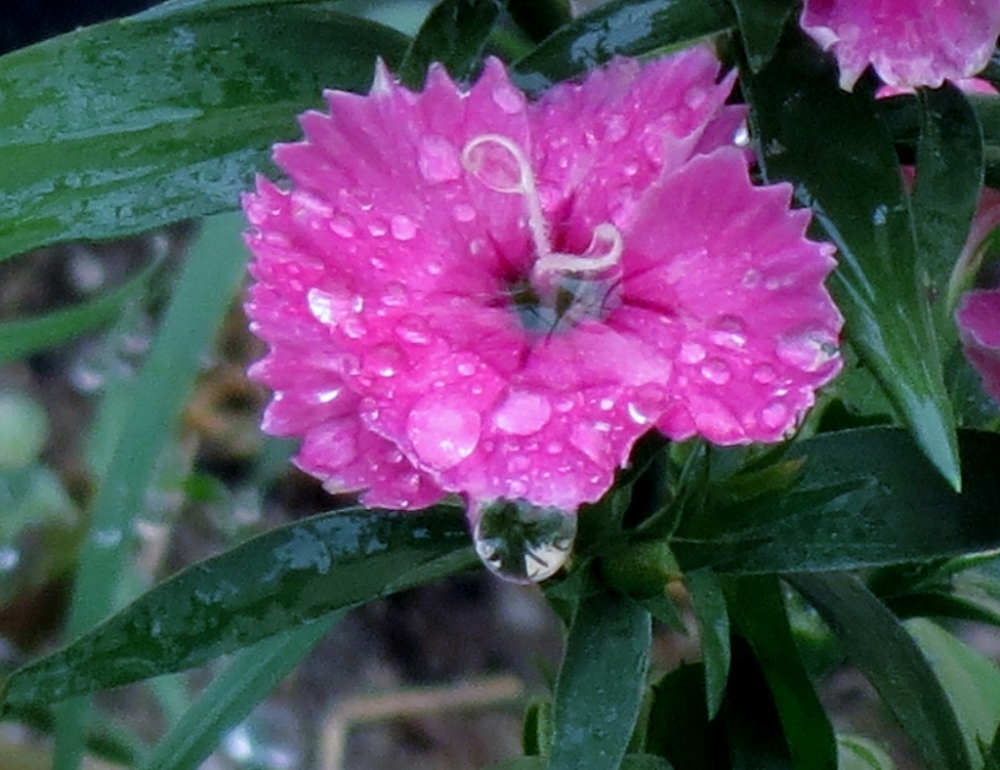 "Lluvia de primavera" de Silvia Rivero