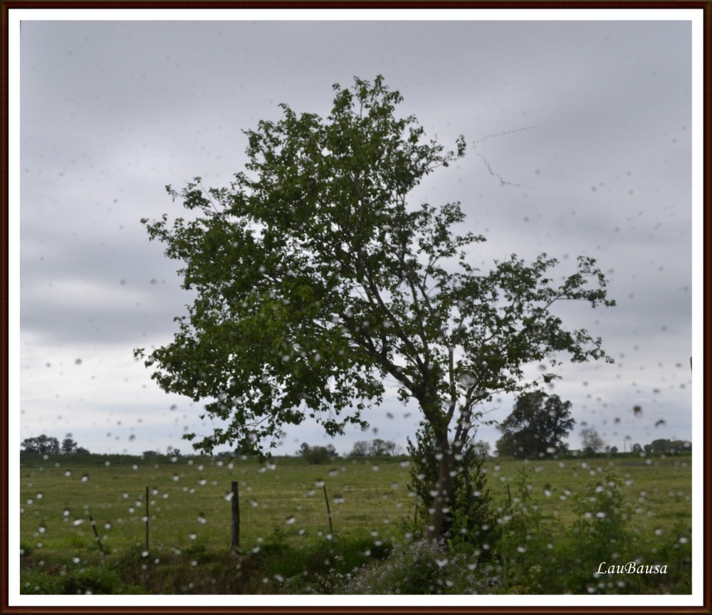 "Llueve...desde atrs de la ventana te espero..." de Maria Laura Bausa