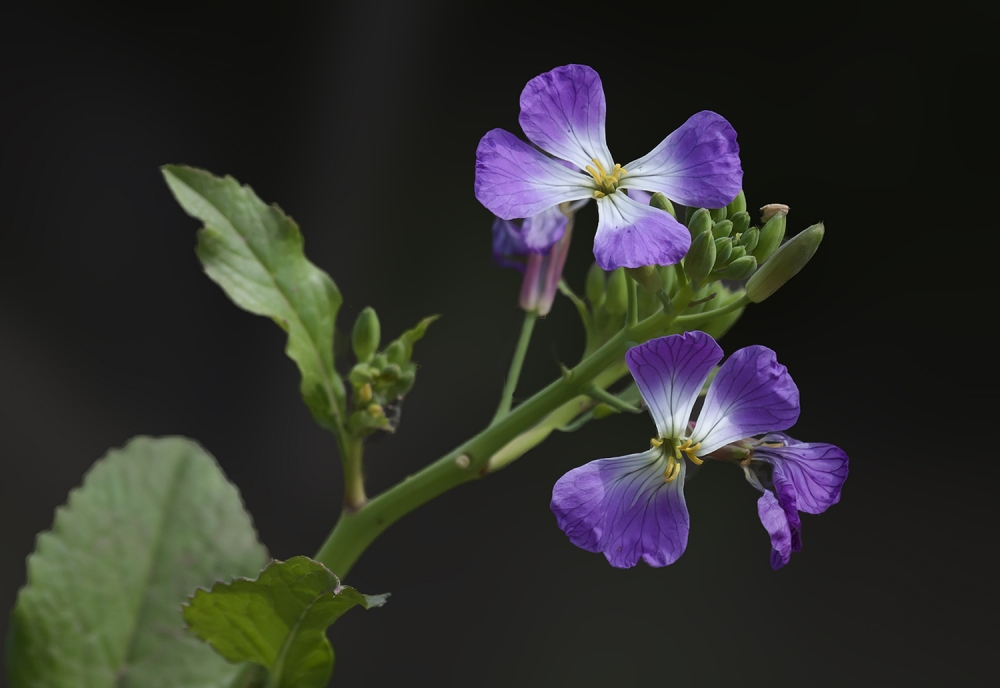 "flor silvestre" de Edith Polverini