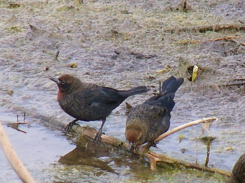 "VARILLERO CONGO (agelaius ruficapillus)" de Roberto Kotata Muoz