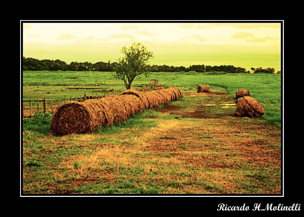 "Campo arrollado" de Ricardo H. Molinelli