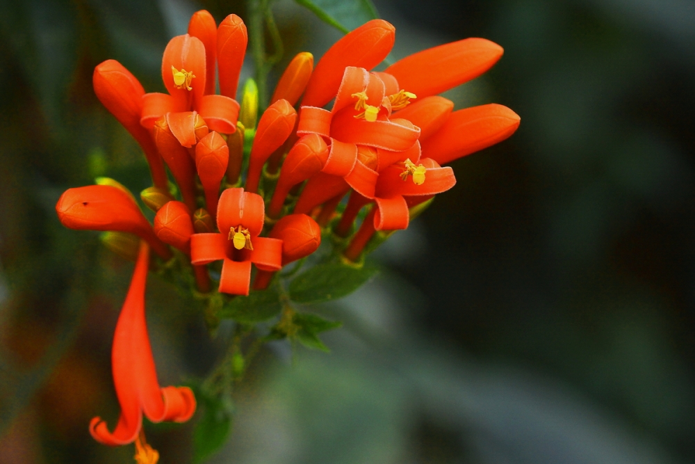 "Flor naranja (bignonia)" de Rafael Buteler