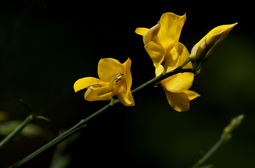 "retama en flor" de Edith Polverini