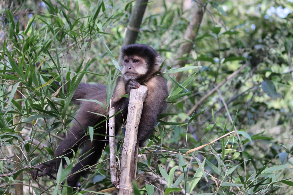 "Monito, parque Nac. Iguazu" de Norberto Durante