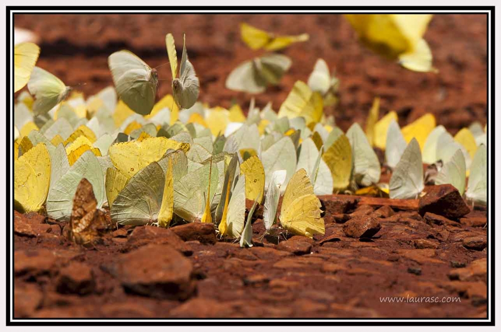 "Recital de Mariposas" de Laura Schneider