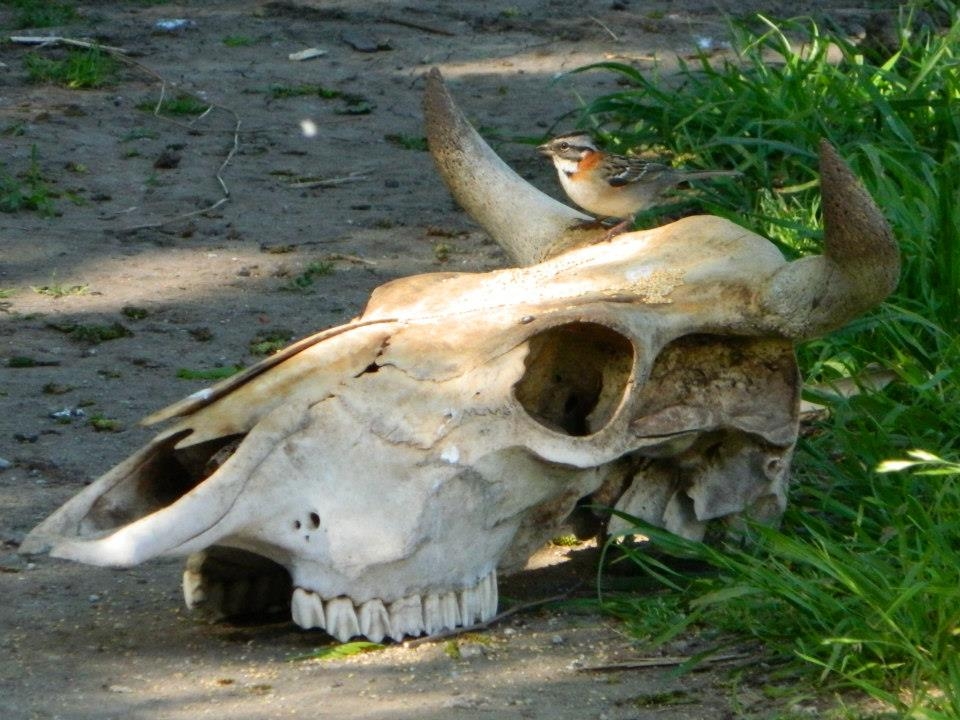 "CHINGOLO (zonotrichia capensis)" de Roberto Kotata Muoz