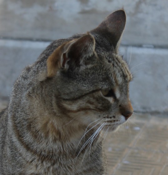 "Atento, el gato." de Maca Ferreyra