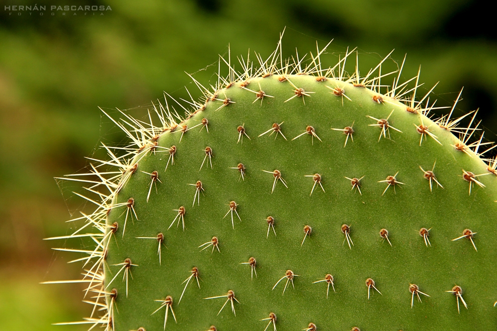 "Cactus" de Hernn Pascarosa