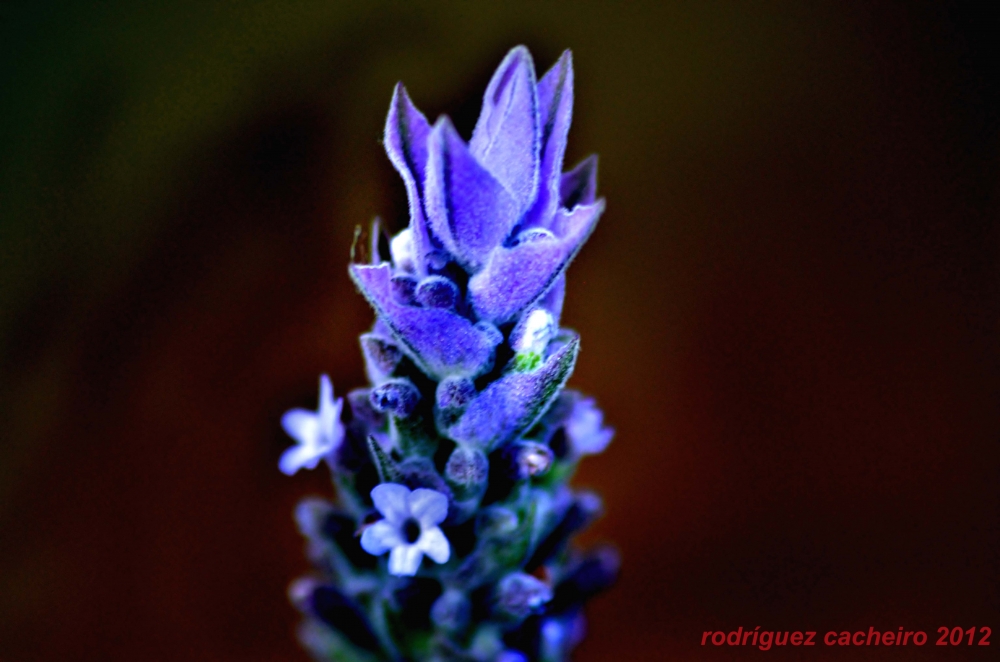 "Lavanda" de Hctor Rodrguez Cacheiro