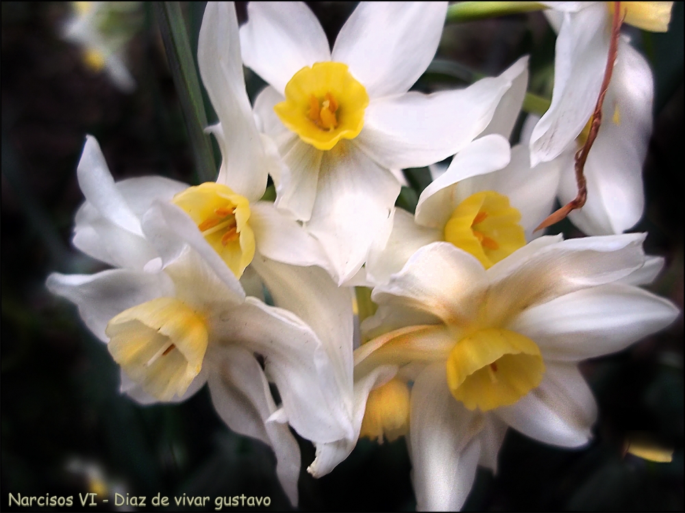 "Narcisos VI - Diaz de vivar gustavo" de Gustavo Diaz de Vivar