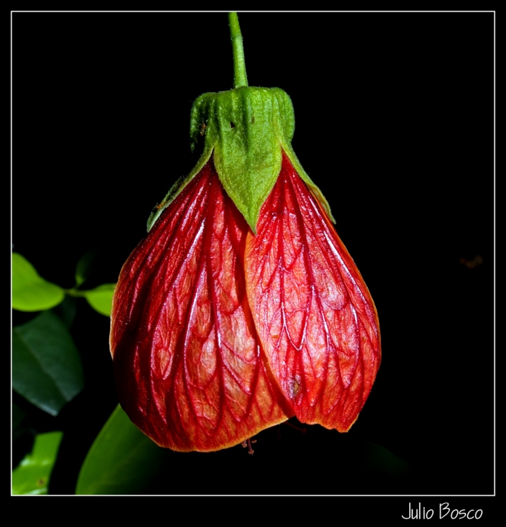 "Perfil de una flor" de Julio Bosco