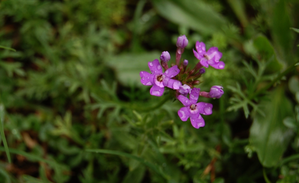 "Violetas......" de Romina Esponda