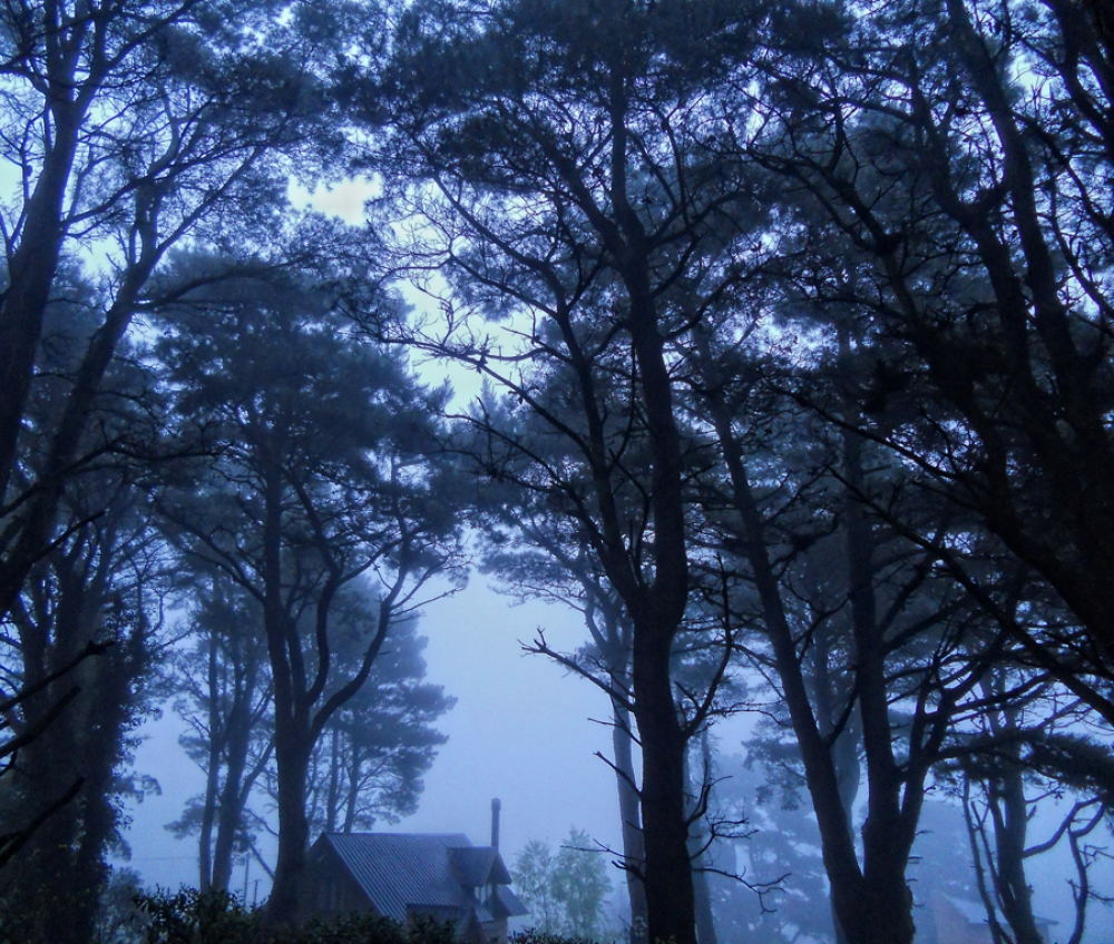 "tarde de niebla en el bosque" de Stella Maris Kippke