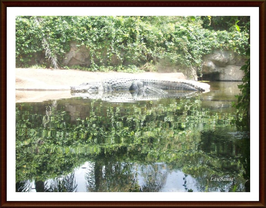 "Cocodrilo descansando al sol..." de Maria Laura Bausa