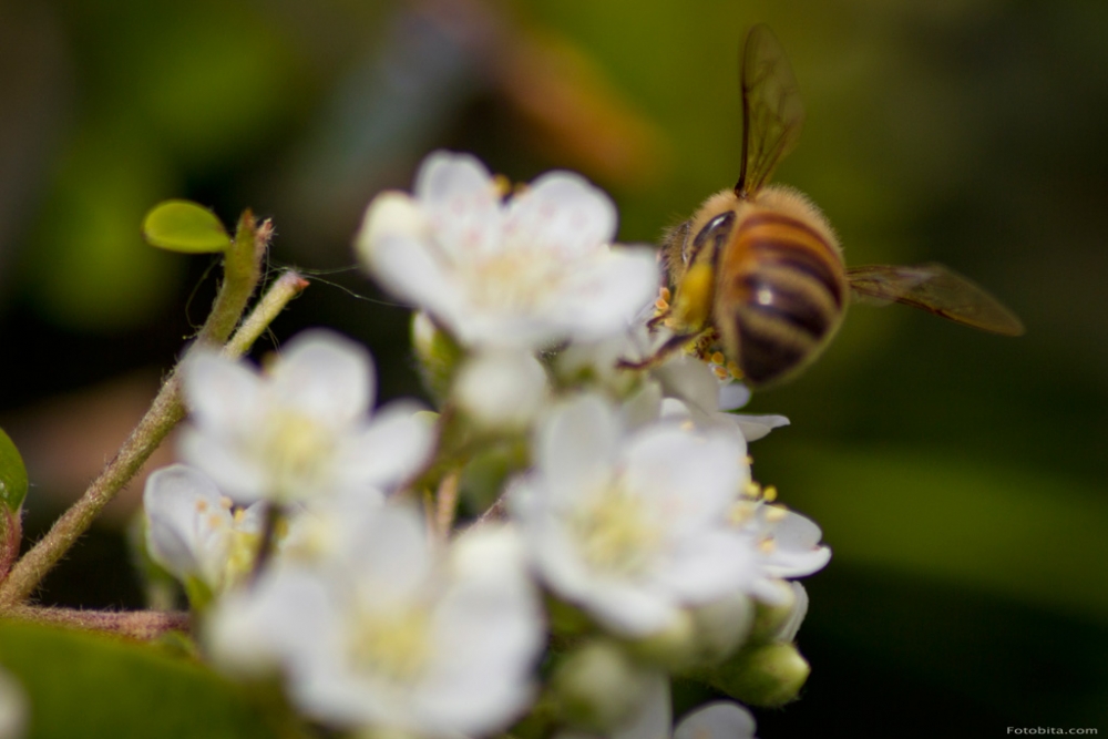 "Abeja con hambre" de Guillermo Bidondo