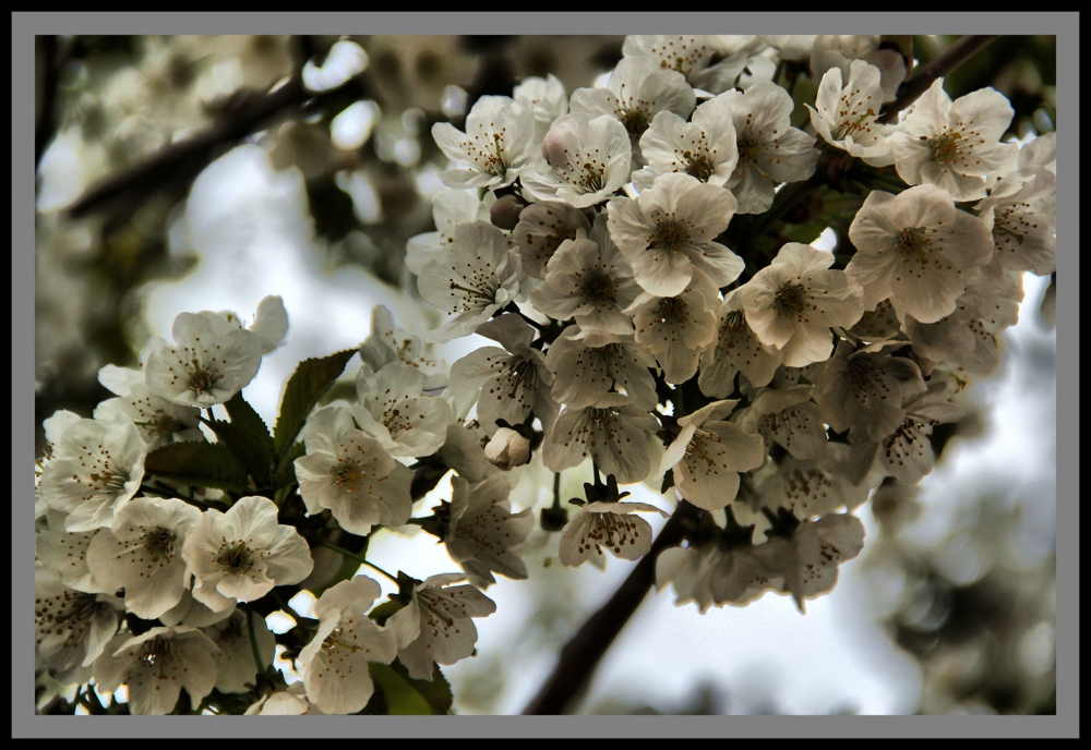 "CEREZOS EN FLOR!!!" de Maria Eugenia Cailly (euge)