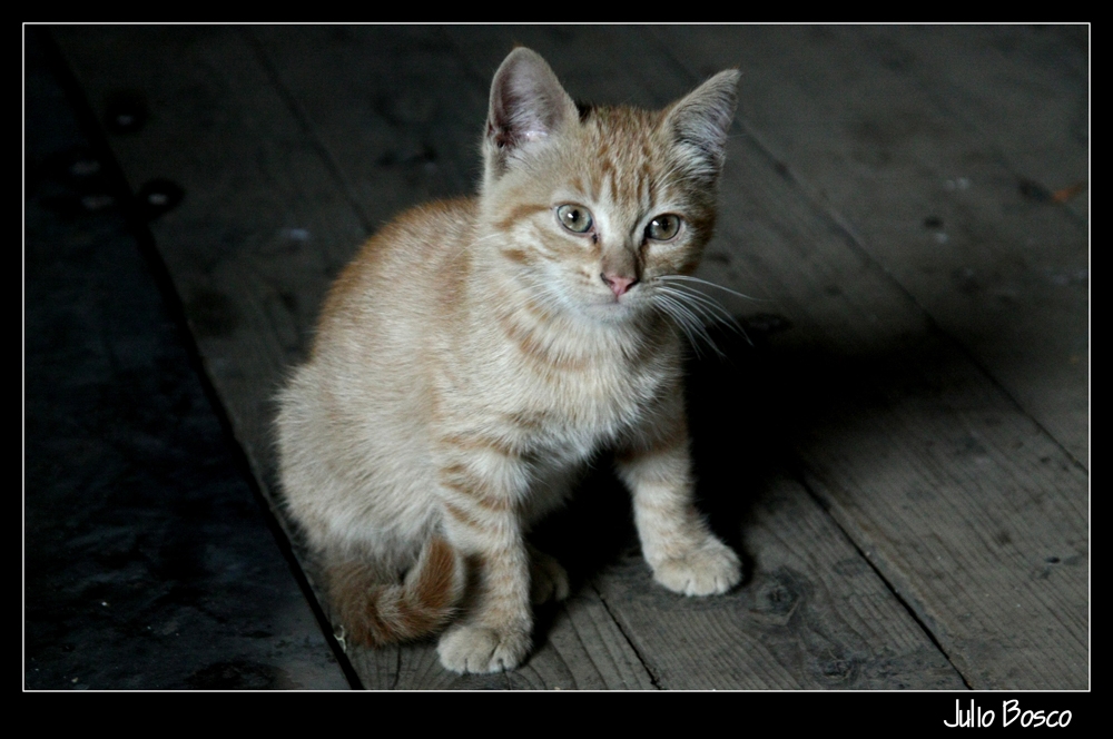 "Un lindo gatito!" de Julio Bosco