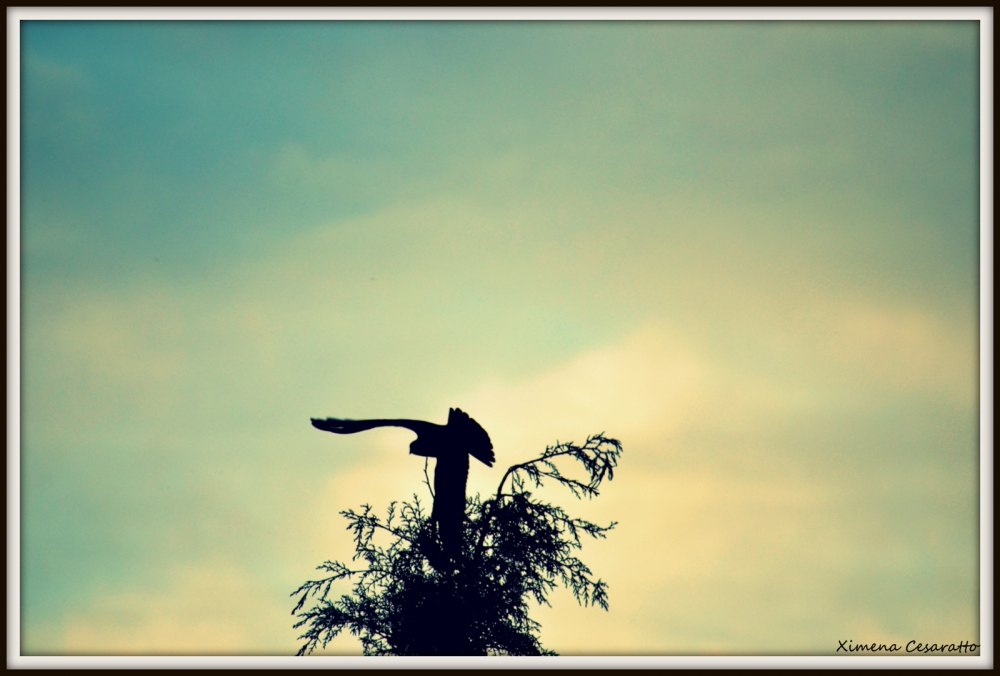 "En vuelo" de Xime Cesaratto Errea