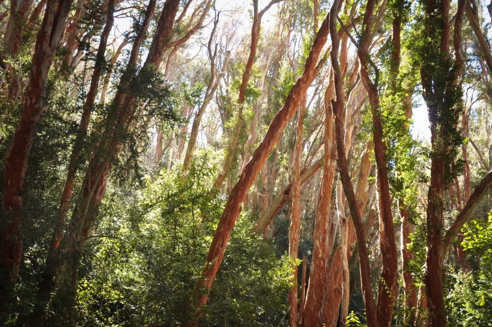 "Bosque de Arrayanes" de Florencia Saracco